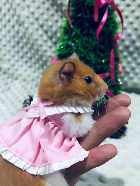 Mascota pequeña con vestido rosa hecho a medida