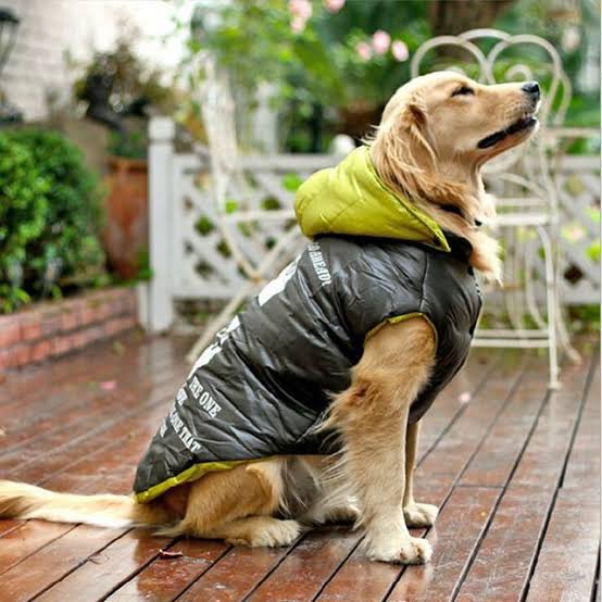 Golden Retriever con chaqueta acolchada de invierno