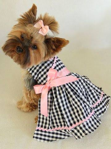 Yorkshire con vestido de cuadros houndstooth y lazo rosa